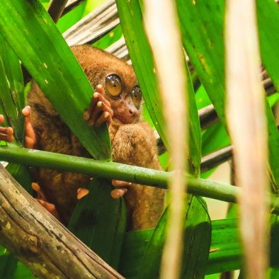tarsiers in the Philippines